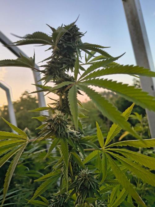 Mix it 2026 Outdoor Germany. Week 30 - 20.08.26 GDP