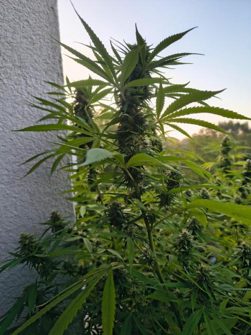 Mix it 2026 Outdoor Germany. Week 30 - 20.08.26 Skunk Haze 