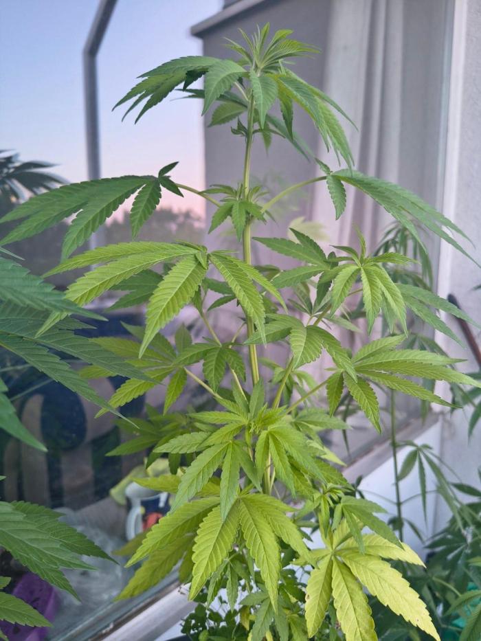 Dr.Grinspoon Seeds Making w/QBLemon. Week 11 - 24.08.26