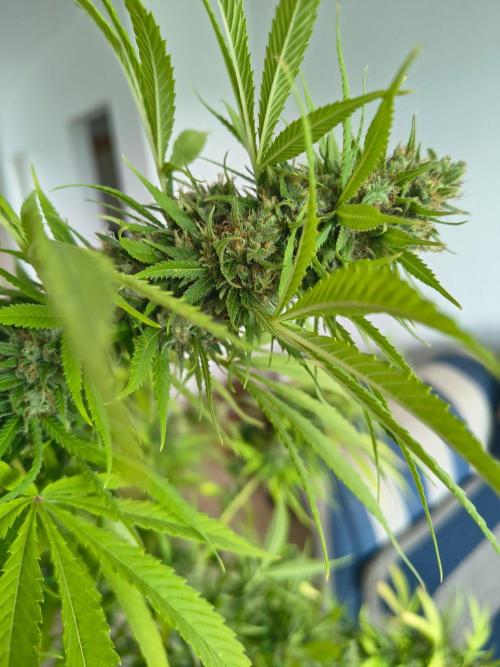 Mix it 2026 Outdoor Germany. Week 31 - Skunk Haze 
