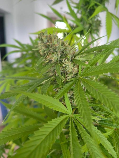Mix it 2026 Outdoor Germany. Week 31 - Skunk Haze 