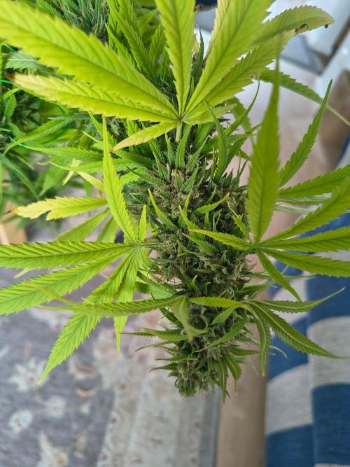 Mix it 2026 Outdoor Germany. Week 31 - Skunk Haze 