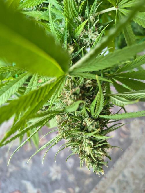Mix it 2026 Outdoor Germany. Week 31 - Skunk Haze 
