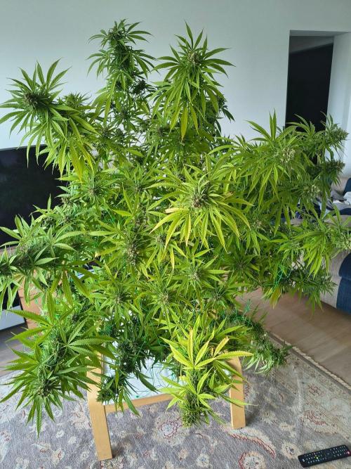 Mix it 2026 Outdoor Germany. Week 31 - Skunk Haze 