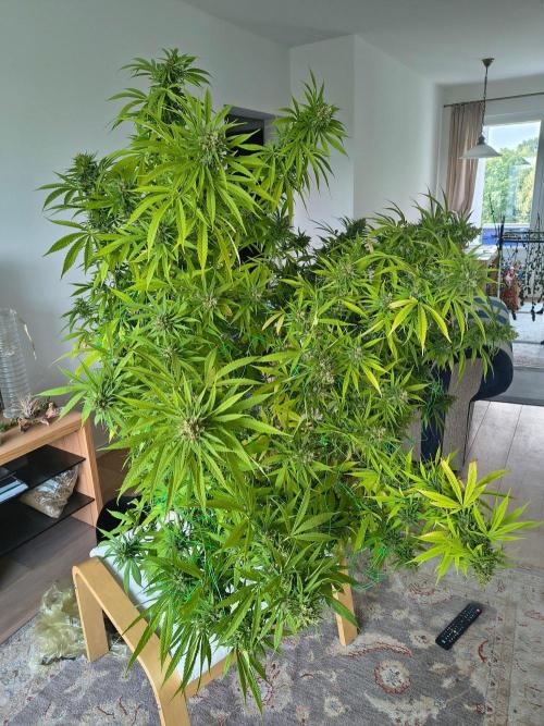 Mix it 2026 Outdoor Germany. Week 31 - Skunk Haze 