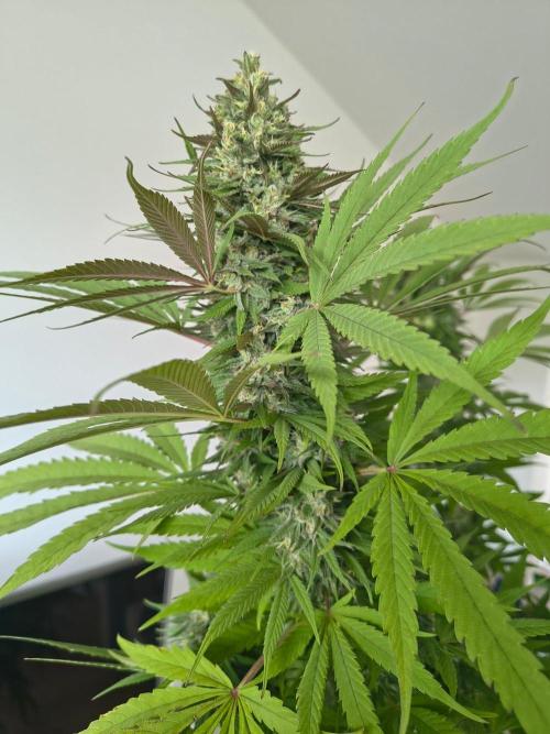Mix it 2026 Outdoor Germany. Week 31 - Chocobang 