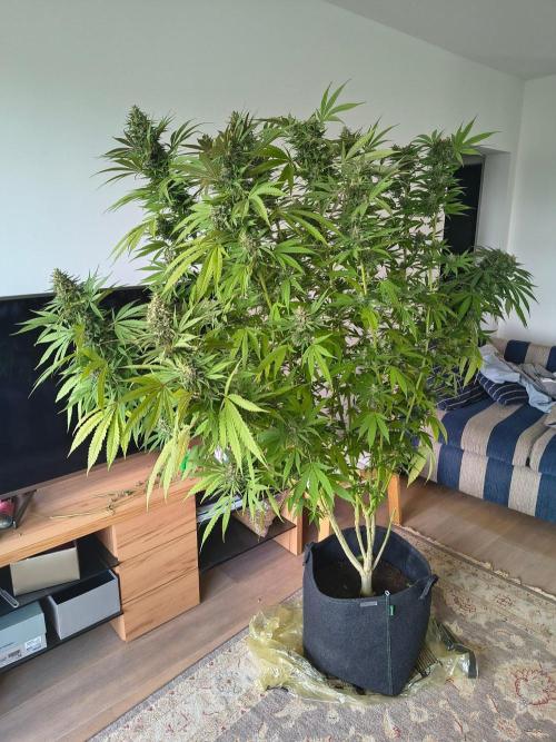 Mix it 2026 Outdoor Germany. Week 31 - Chocobang 