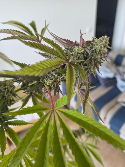 Mix it 2026 Outdoor Germany. Week 31 - GDP