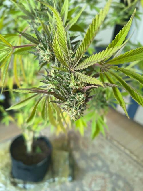 Mix it 2026 Outdoor Germany. Week 31 - GDP