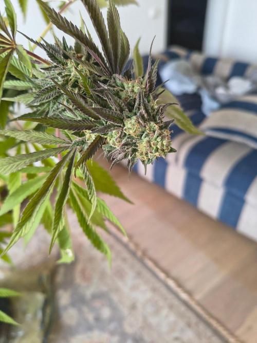 Mix it 2026 Outdoor Germany. Week 31 - GDP