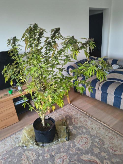 Mix it 2026 Outdoor Germany. Week 31 - GDP