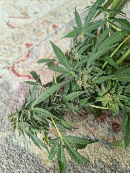Mix it 2026 Outdoor Germany. Week 31 - Black Lemon 