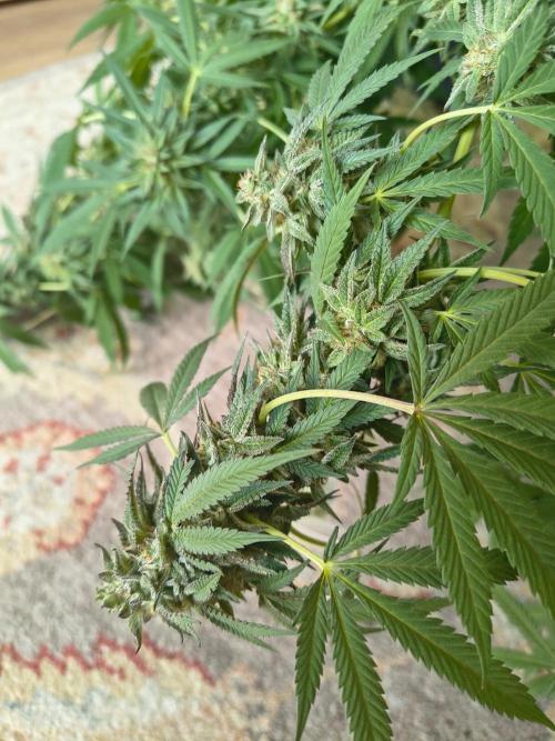 Mix it 2026 Outdoor Germany. Week 31 - Black Lemon 