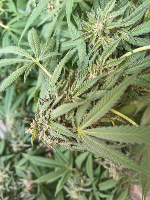 Mix it 2026 Outdoor Germany. Week 31 - Black Lemon 