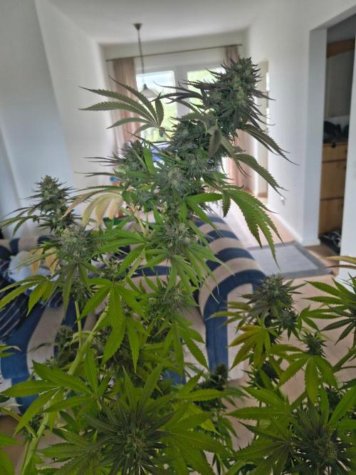 Mix it 2026 Outdoor Germany. Week 31 - Sour Diesel 