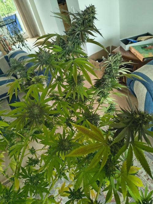 Mix it 2026 Outdoor Germany. Week 31 - Sour Diesel 