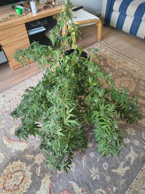 Mix it 2026 Outdoor Germany. Week 31 - Black Lemon 