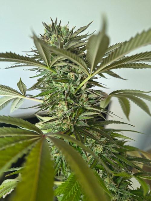 Mix it 2026 Outdoor Germany. Week 31 - Sour Diesel 