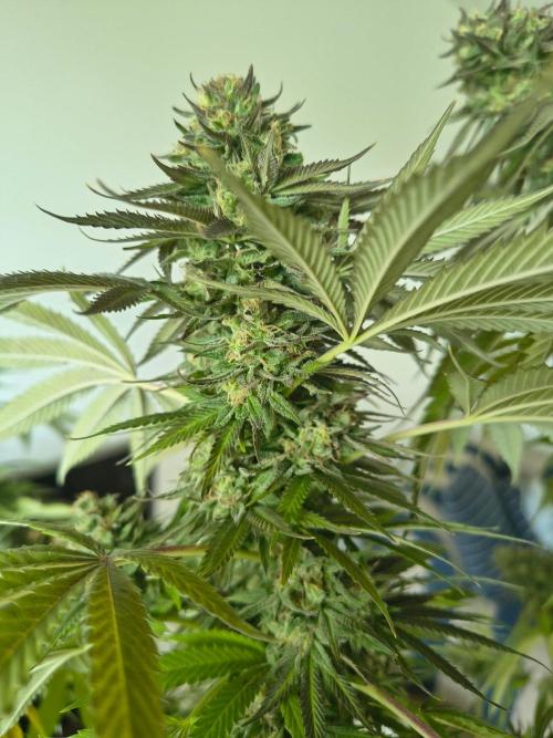 Mix it 2026 Outdoor Germany. Week 31 - Sour Diesel 