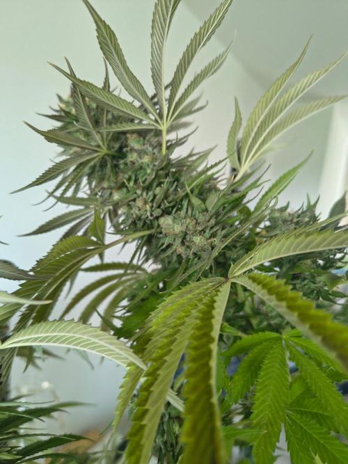 Mix it 2026 Outdoor Germany. Week 31 - Sour Diesel 