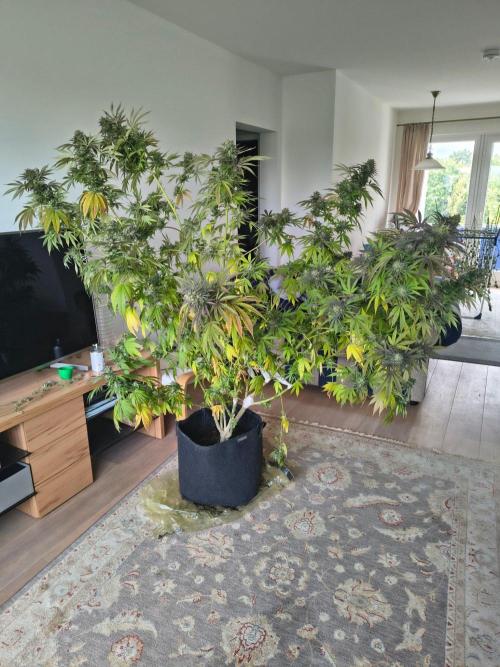 Mix it 2026 Outdoor Germany. Week 31 - Sour Diesel 