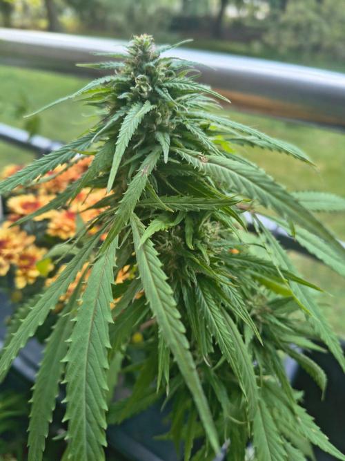 MrNice & Own Cross Male Hunt & Fem Prjkt. Week 19 - Afghan fast x Critical Haze #3
