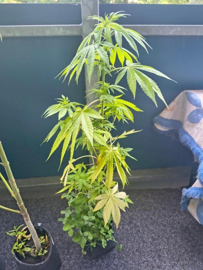 Dr.Grinspoon Seeds Making w/QBLemon. Week 13 - Dr.G