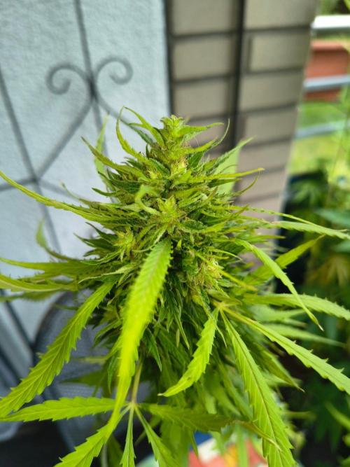MrNice & Own Cross Male Hunt & Fem Prjkt. Week 22 - Afghan fast x Critical Haze #3