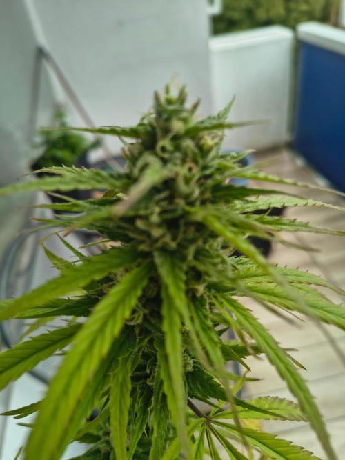 MrNice & Own Cross Male Hunt & Fem Prjkt. Week 22 - Afghan fast x Critical Haze #2