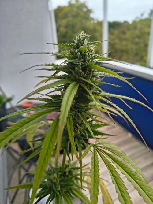 MrNice & Own Cross Male Hunt & Fem Prjkt. Week 22 - Afghan fast x Critical Haze #2