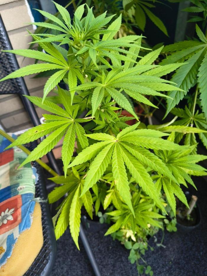 Dr.Grinspoon Seeds Making w/QBLemon. Week 16