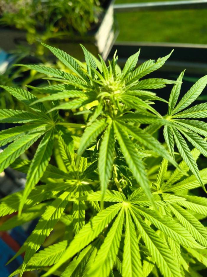 Dr.Grinspoon Seeds Making w/QBLemon. Week 17 - Dr.G