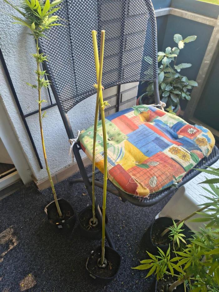 MrNice & Own Cross Male Hunt & Fem Prjkt. Week 25