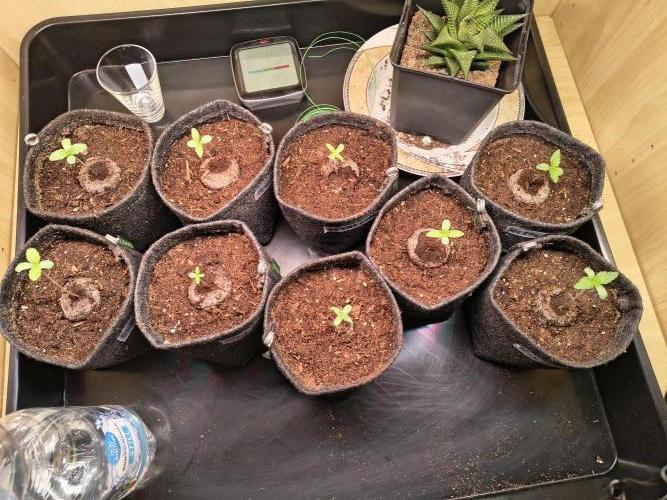 Mix it 2026 Outdoor Germany. Week 1 - 01.02.26