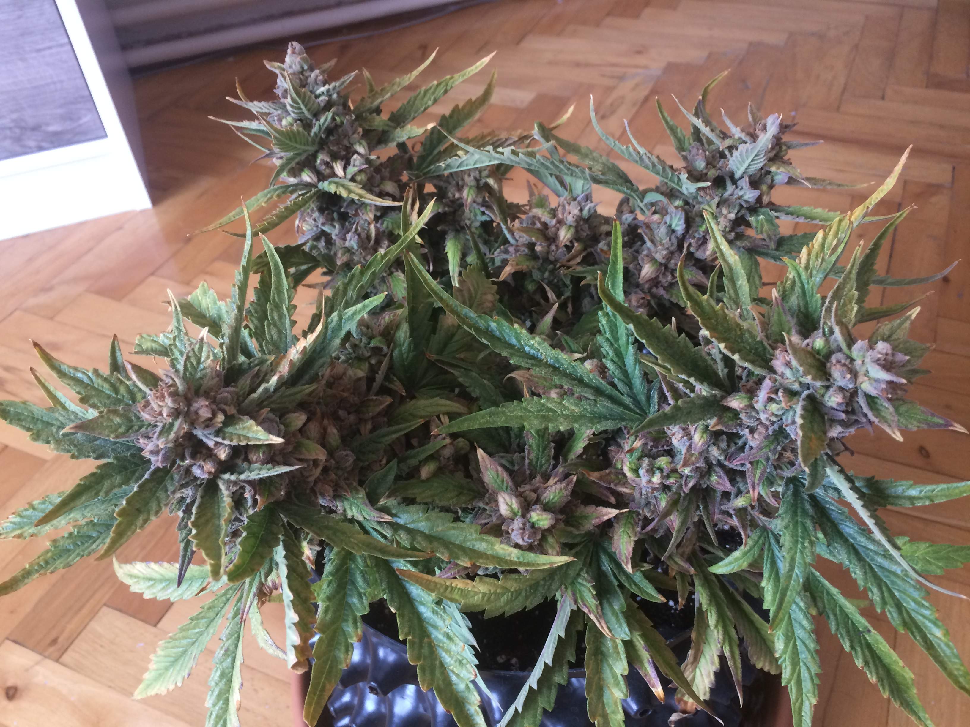 Fast Buds Cream Cookies Auto grow diary (journal) harvest11 by 420