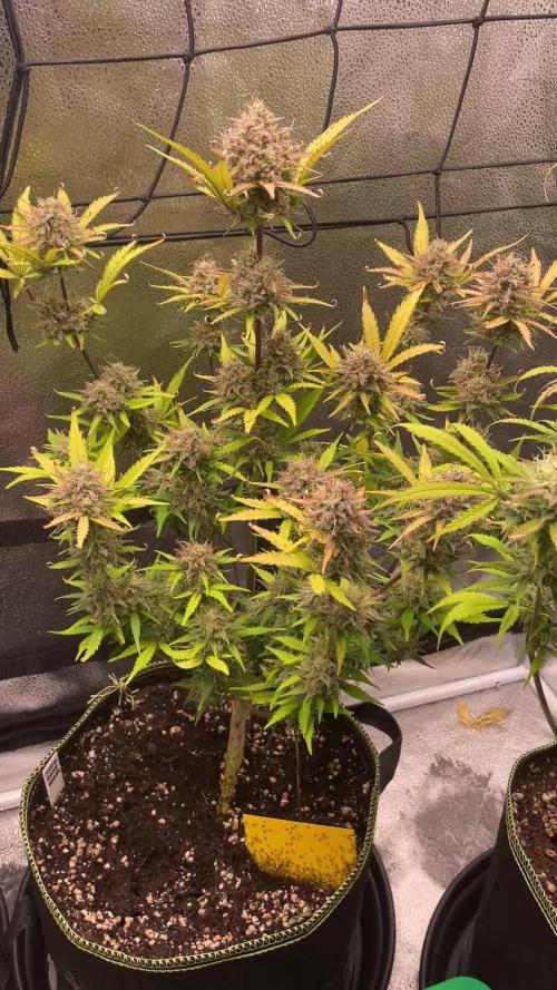 Mimosa Bruce Auto