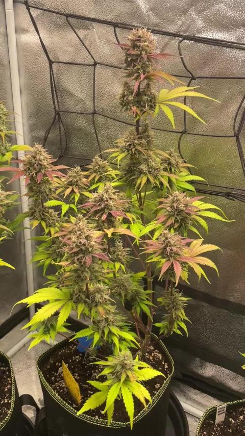 Diablo Rojo Auto