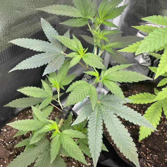 24k Clone II. Week 3