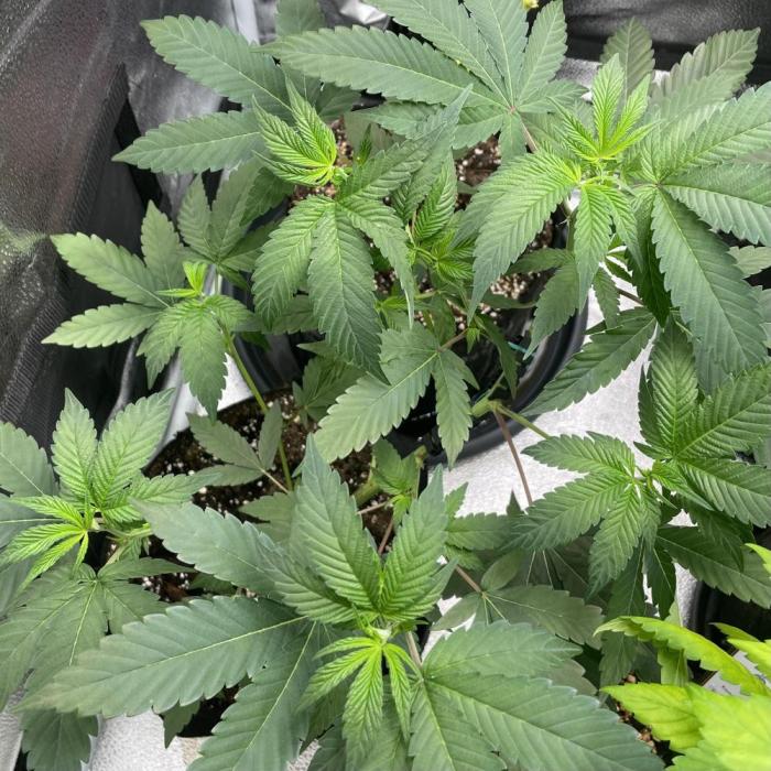 24k Clone II. Week 4