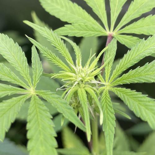 Tangerine Dream. Week 12