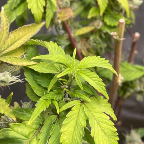 Monster Maker. Week 26