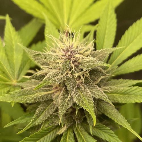 Black Muffin. Week 13