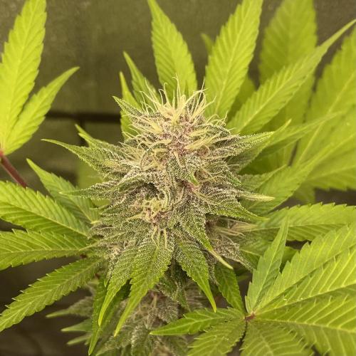 Black Muffin. Week 13