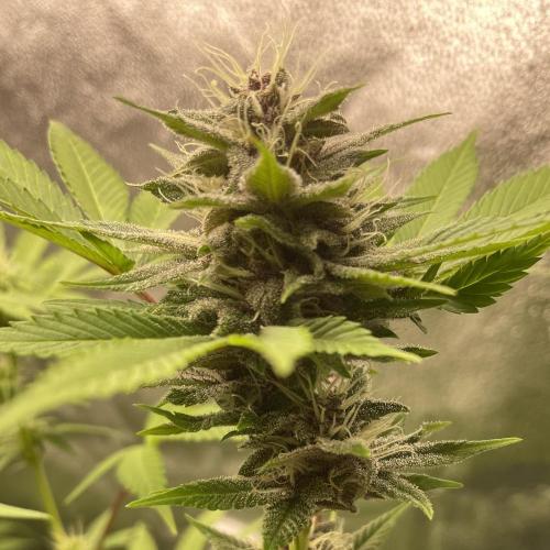 Black Muffin. Week 13