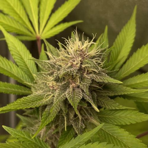 Black Muffin. Week 13