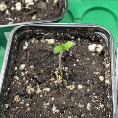 L.A. Vanilla Cake. Week 0