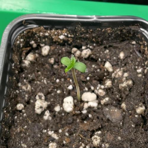 Mental Rainbow. Week 0