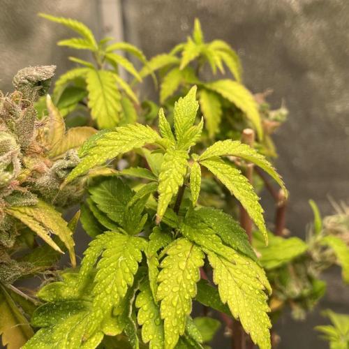 Monster Maker. Week 27