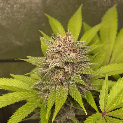 Black Muffin. Week 14