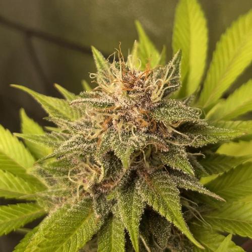 Black Muffin. Week 14